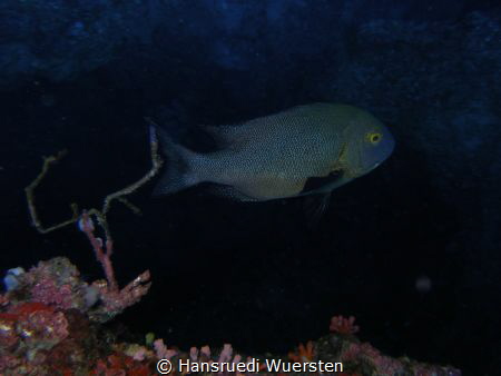 Midnight Snapper - Macolor macularis by Hansruedi Wuersten 