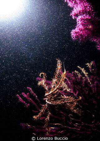 when water is plenty of debrys, suspension feeder can eat... by Lorenzo Buccio 