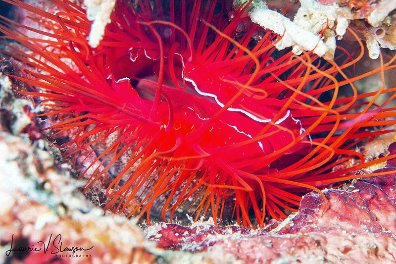 Electric Clam/Photographed with a 100 mm macro lens at An... by Laurie Slawson 