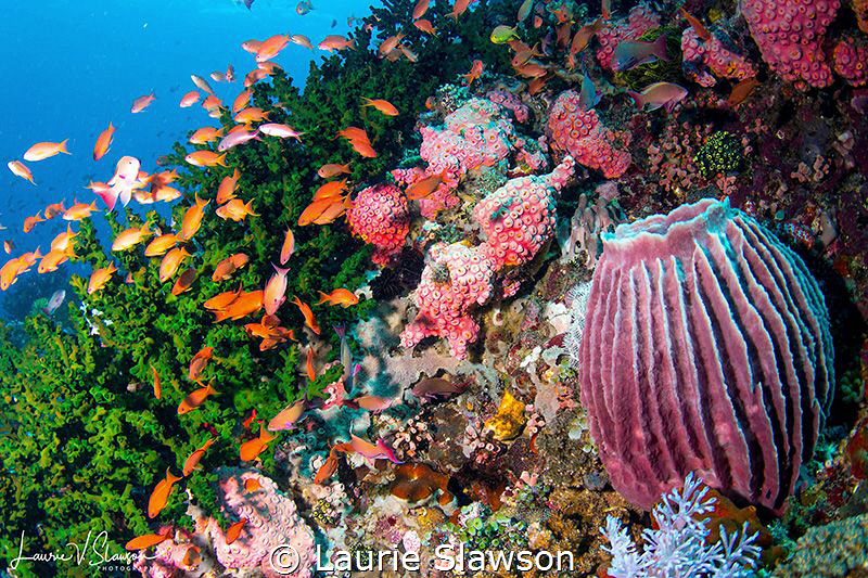 Coral Reef/Photographed with a Tokina 10-17 mm fisheye le... by Laurie Slawson 