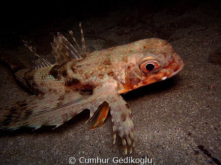 Trigla hirundo
Gurnards by Cumhur Gedikoglu 