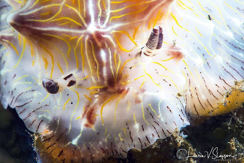 Halgerda willeyi/Photographed at Lembeh, Indonesia with a... by Laurie Slawson 