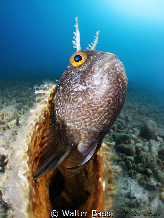 Blennius ocellaris by Walter Bassi 
