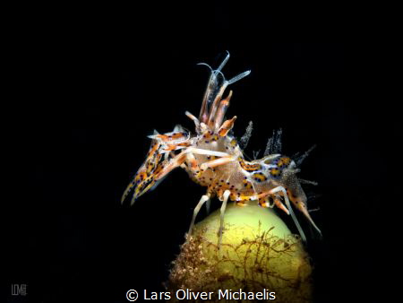 the model´s pose
(snooted tiger shrimp @ Lembeh)
also m... by Lars Oliver Michaelis 