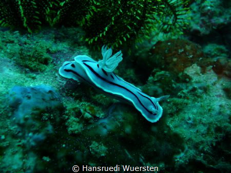 Chromodoris willani Light blue to white colour. Typical a... by Hansruedi Wuersten 