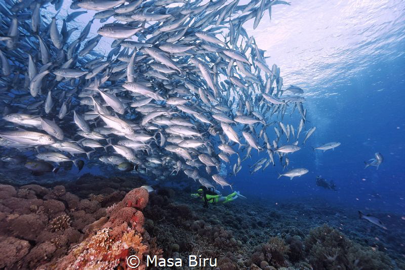 diver and jackfish by Masa Biru 