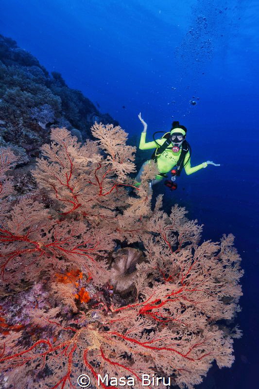 perfect coral by Masa Biru 