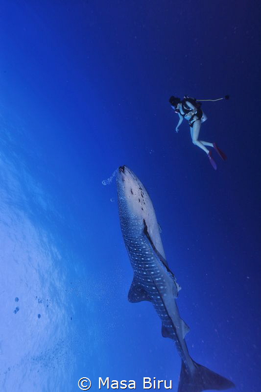 whale shark and diver by Masa Biru 