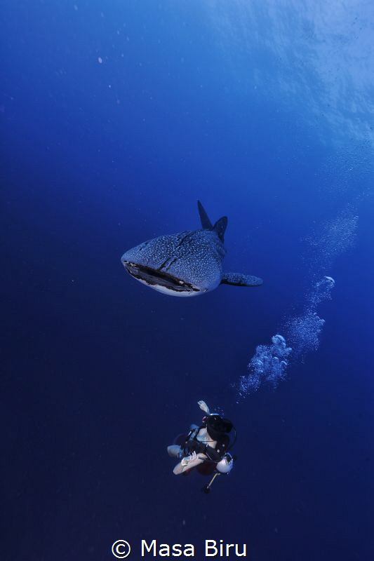 whale shark and diver by Masa Biru 