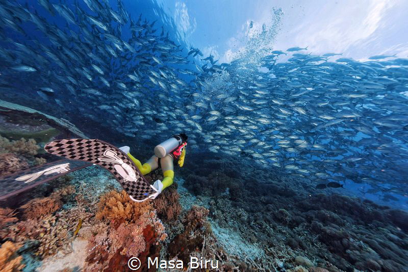 diver and jackfish by Masa Biru 