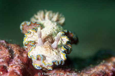 Girdled Glossodoris by Florence Van Gaever 