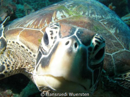 Turtel will check the camera by Hansruedi Wuersten 