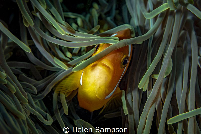 Anemones don't sting..... see! 
I can't ever get enough ... by Helen Sampson 