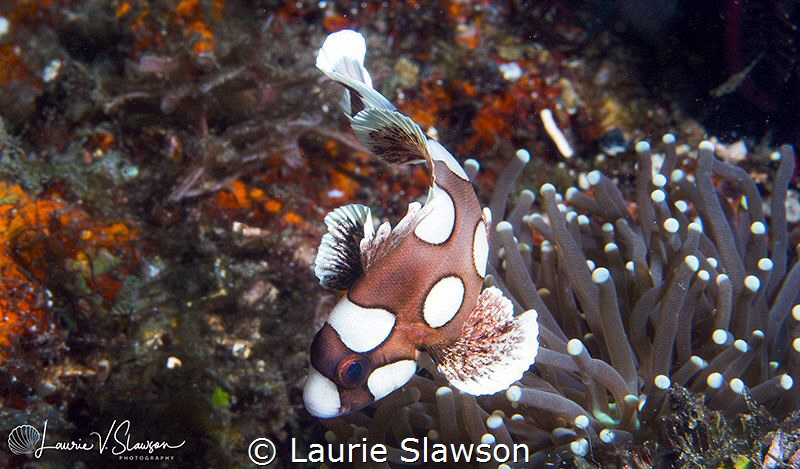 Harlequin Sweetlips/Photographed with a Canon 60 mm macro... by Laurie Slawson 