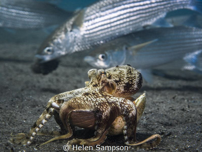 A coconut (veined) Octopus stilt walking surreptitiously ... by Helen Sampson 