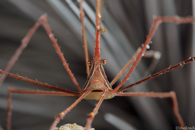 Arrow Crab 
Stenorhynchus seticornis
Bonaire by John Roach 