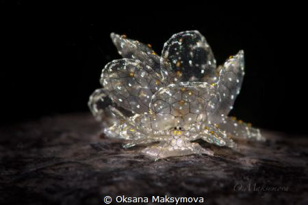 Dark-Net Butterfly Slug Cyerce sp. 4, NSSI2 by Oksana Maksymova 