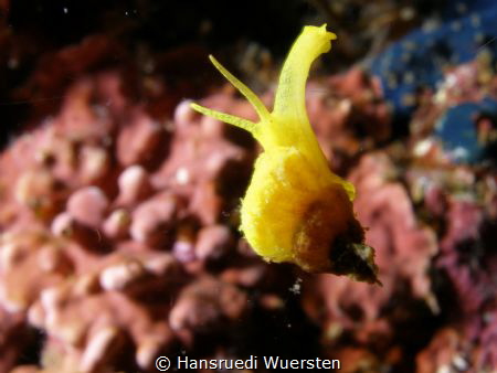 Golden Wentletrap - Epitonium billeeanum by Hansruedi Wuersten 