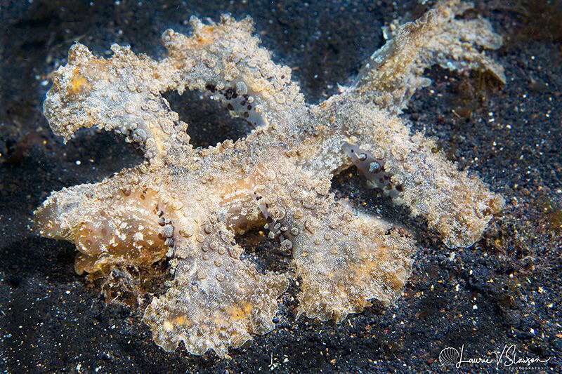 Melibe viridis/Photographed with a Canon 60 mm macro lens... by Laurie Slawson 