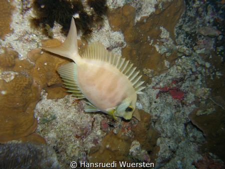 Unknow Fishportrait by Hansruedi Wuersten 