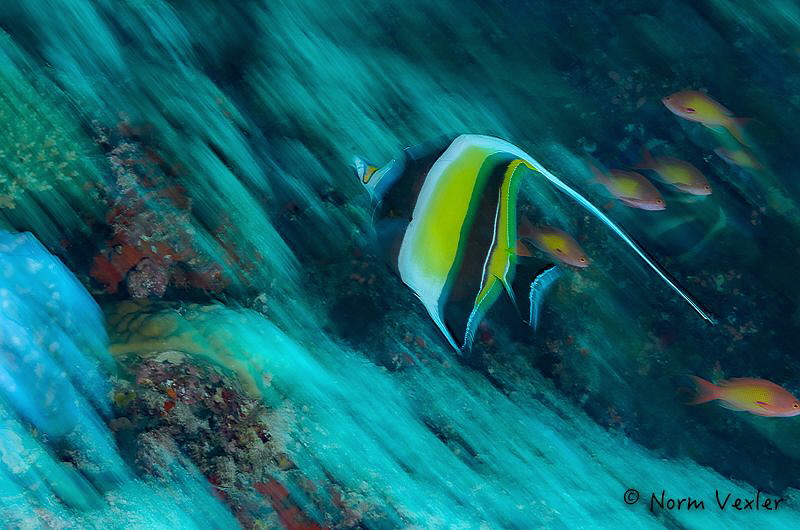 Using motion blur to create abstract images. by Norm Vexler 