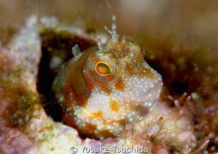 Mimoblennius atrocinctus by Yosuke Tsuchida 