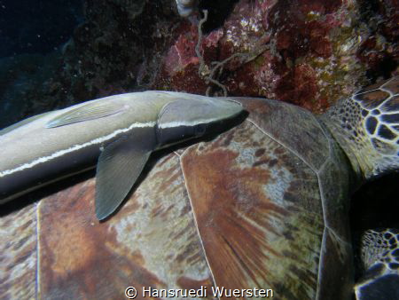 Remora on turtle - Remora remora by Hansruedi Wuersten 