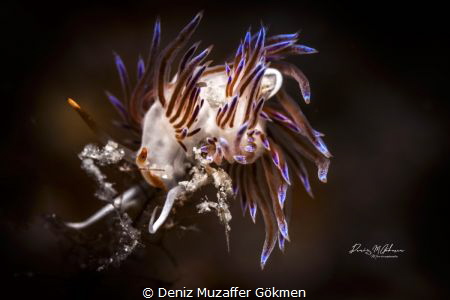 lolipop cratena by Deniz Muzaffer Gökmen 