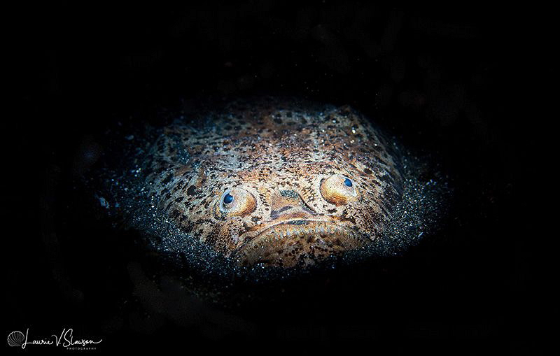 Stargazer/Photographed with a Canon 60 mm macro lens at L... by Laurie Slawson 