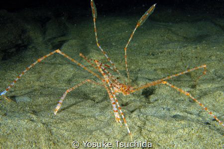Banded Arrow Crab/Latreillia Valida by Yosuke Tsuchida 