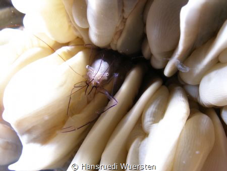 Bubble Coral Shrimp - Vir philippinensis by Hansruedi Wuersten 