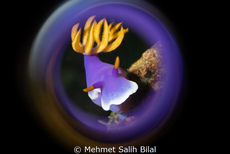 Chromodoris bullocki by Mehmet Salih Bilal 