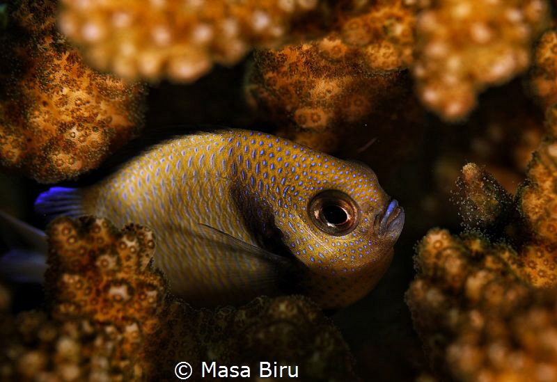 fish by Masa Biru 