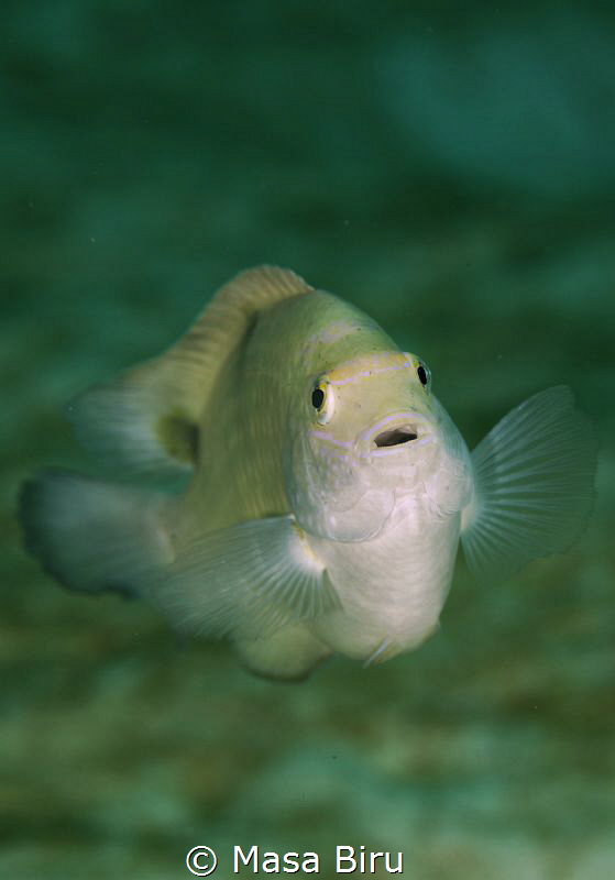 fish by Masa Biru 