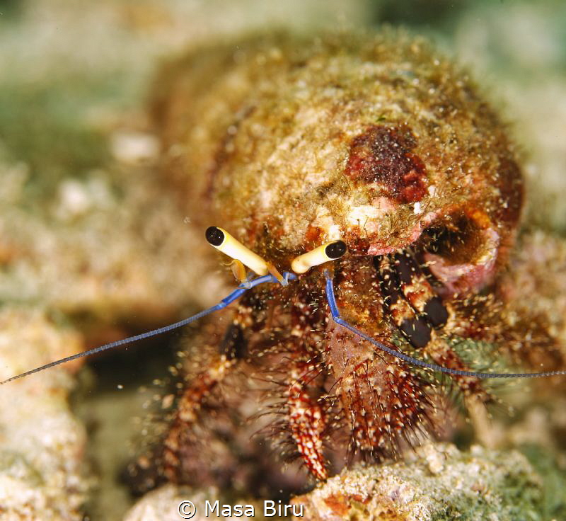 crab by Masa Biru 