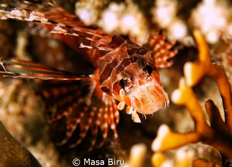 lion fish by Masa Biru 