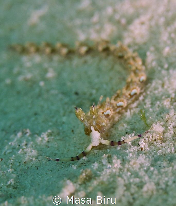 worm by Masa Biru 