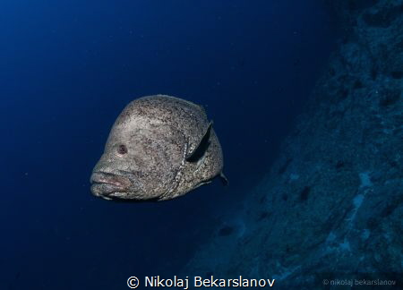 Sailfin grouper by Nikolaj Bekarslanov 