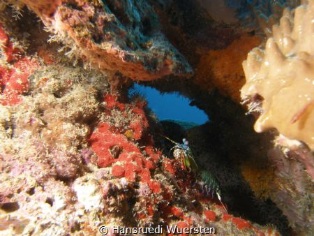 Peacock Mantis shrimp - Odontodactylus scyllarus in his e... by Hansruedi Wuersten 