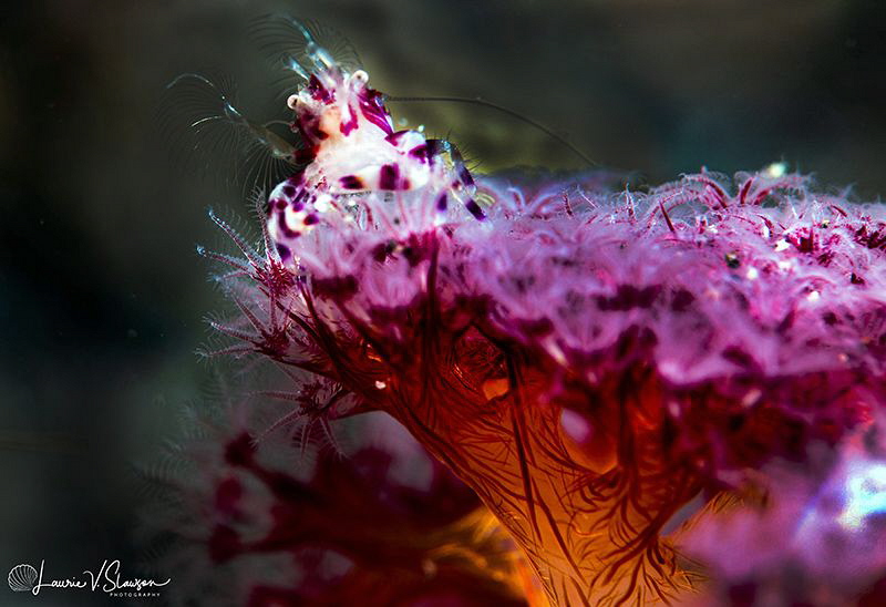 Porcelain crab/Photographed with a Canon 60 mm macro lens... by Laurie Slawson 