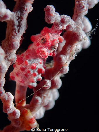Hippocampus bargibanti - Looking Through the Window of th... by Sofia Tenggrono 