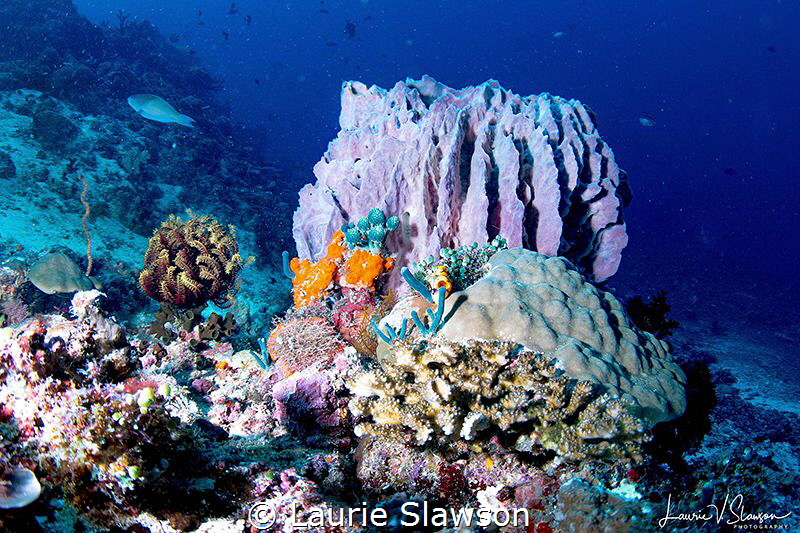 Barrel Coral at Sombrero Peak/Photographed with Tokina 10... by Laurie Slawson 
