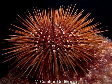 Paracentrotus lividus
Sea urchin by Cumhur Gedikoglu 