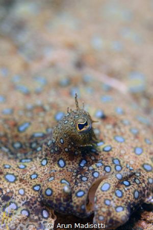 Peacock flounder by Arun Madisetti 