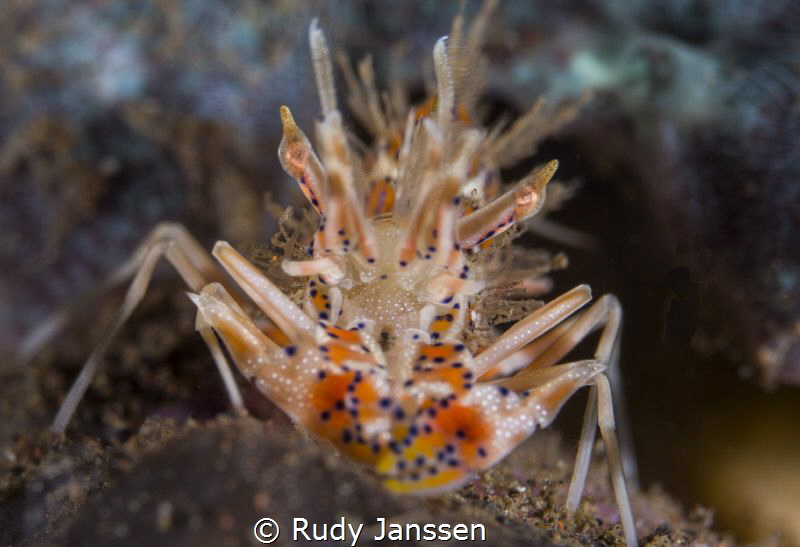 tigershrimp by Rudy Janssen 