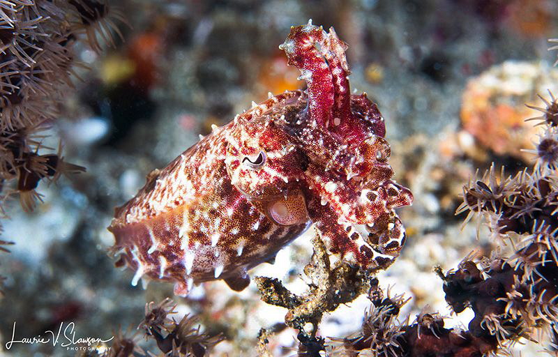 Cuttlefish/Photographe with a 60 mm macro lens at Lembeh,... by Laurie Slawson 