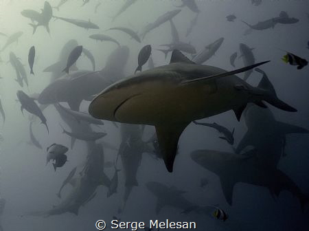 Bull shark dance by Serge Melesan 