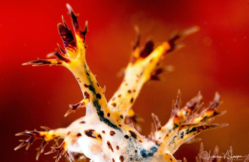 Dendronotus regius/Photographed with a Canon 100 mm macro... by Laurie Slawson 