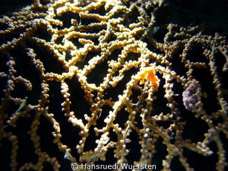 orange pygmaea seahorse by Hansruedi Wuersten 