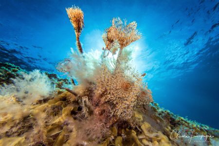El Hierro , under the sun ! by Claude Lespagne 